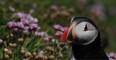 David Plant Photography - Wildlife Photographer - Puffin head - A